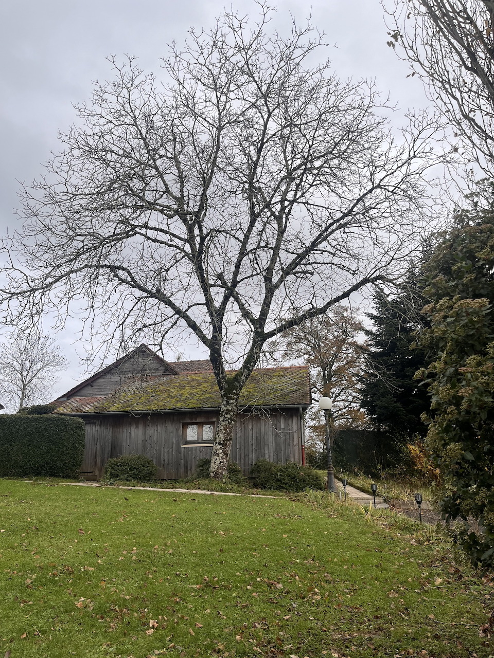 Bare deciduous tree in a green garden beside a wooden barn under a grey cloudy sky