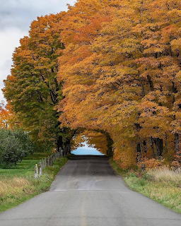 Country road forming a natural tunnel under large trees with bright orange and yellow fall foliage