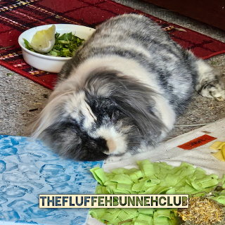 Fluffy Rabbit Eating