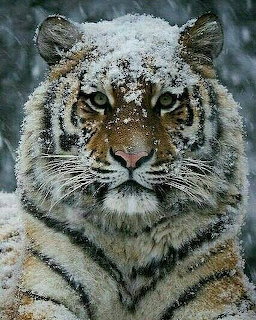 Siberian Tiger in Snow