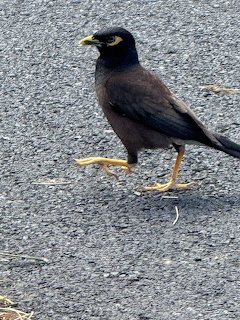 Mynah Bird Strutting