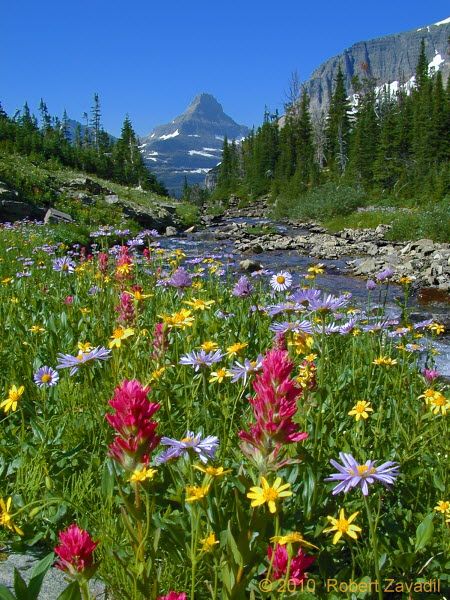 Vibrant wildflower meadow with red Indian paintbrush and yellow flowers by mountain stream, forest and peak backdrop