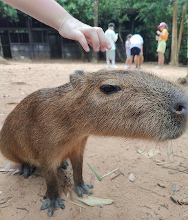 Close-up profile of a capybara on sand with people in the background