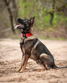 German Shepherd dog sitting outdoors on sand wearing red collar