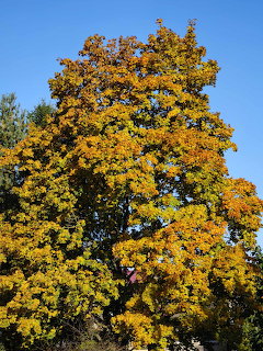 Large tree with golden and orange autumn leaves against a clear blue sky