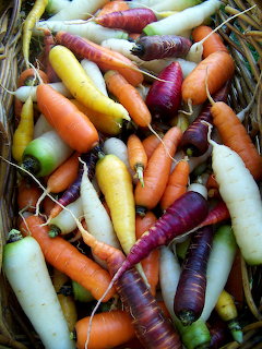 Pile of multicolored heirloom carrots in orange, purple, yellow, and white with green stems