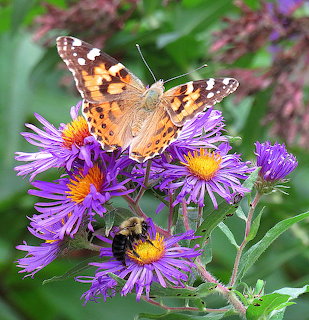 Painted Lady butterfly with orange and black wings resting on purple aster flowers alongside a bumblebee