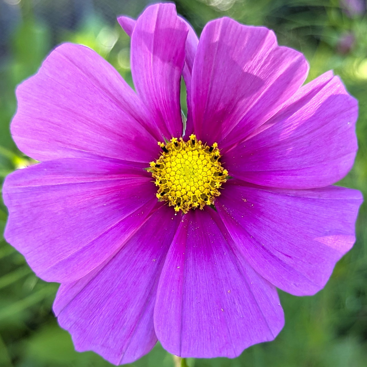 Close-up of a pink cosmos flower with yellow center