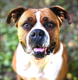 Brown and White Boxer Dog