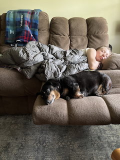Child sleeping on a couch next to a black and tan dachshund dog, covered with a gray blanket