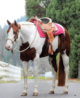 Pinto Horse Saddle