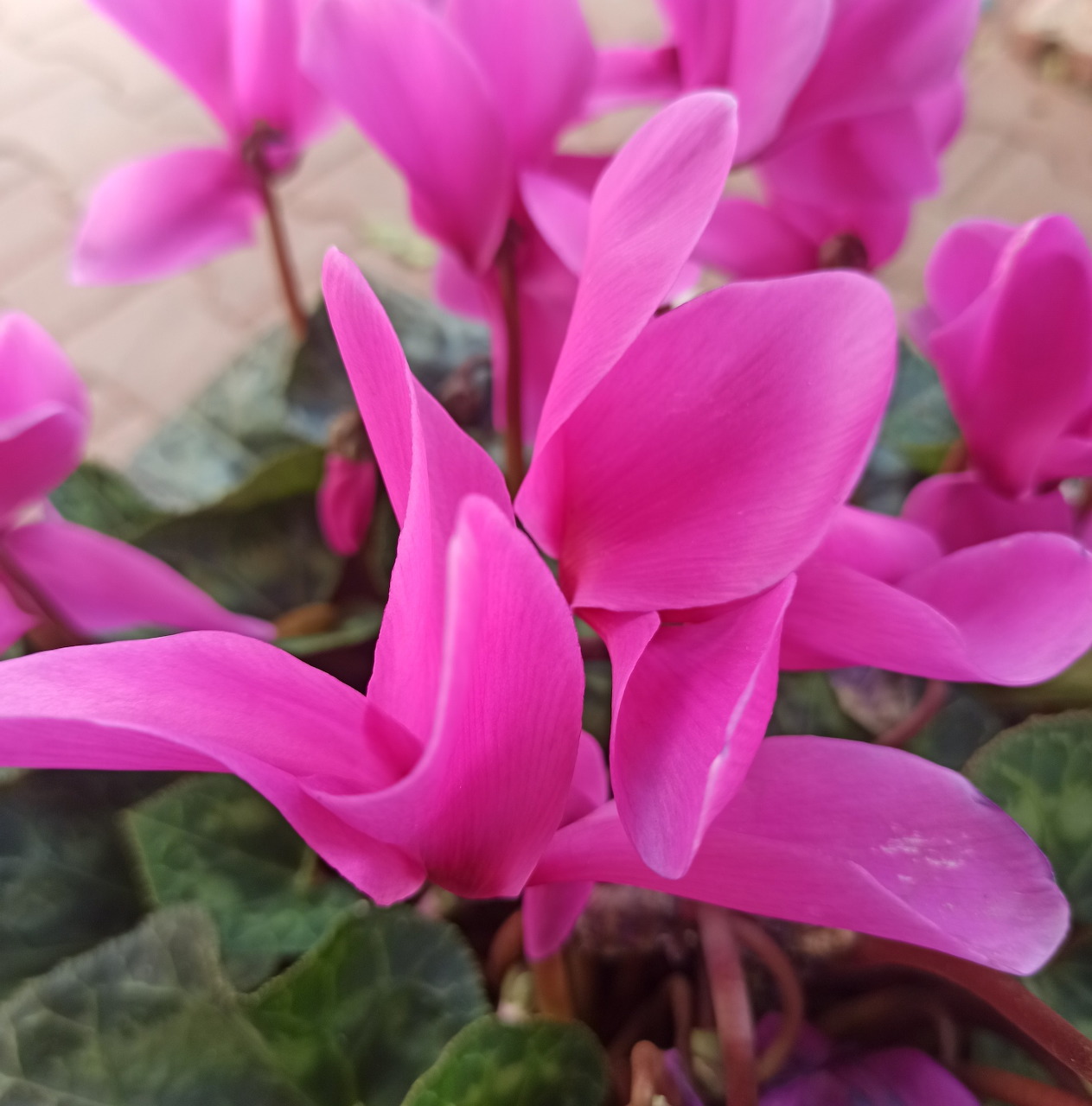 cyclamen