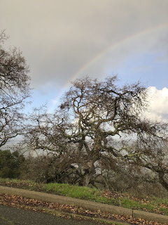 Faint rainbow in cloudy sky above a leafless oak tree with grass and autumn leaves on the ground