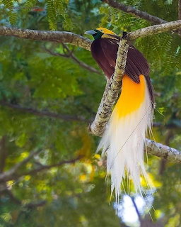 Bird of paradise with yellow and white tail feathers perched on a branch surrounded by green leaves