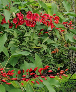 Caribbean Coral Tree Flowers