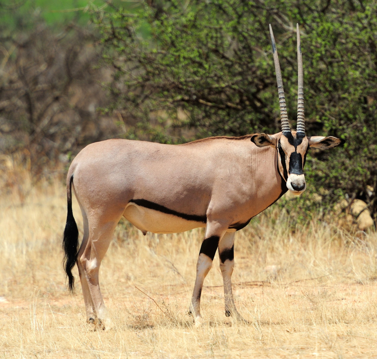 Gemsbok antelope with long horns standing in dry savanna grassland