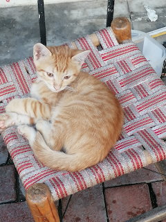 Orange tabby cat resting on a woven chair outdoors