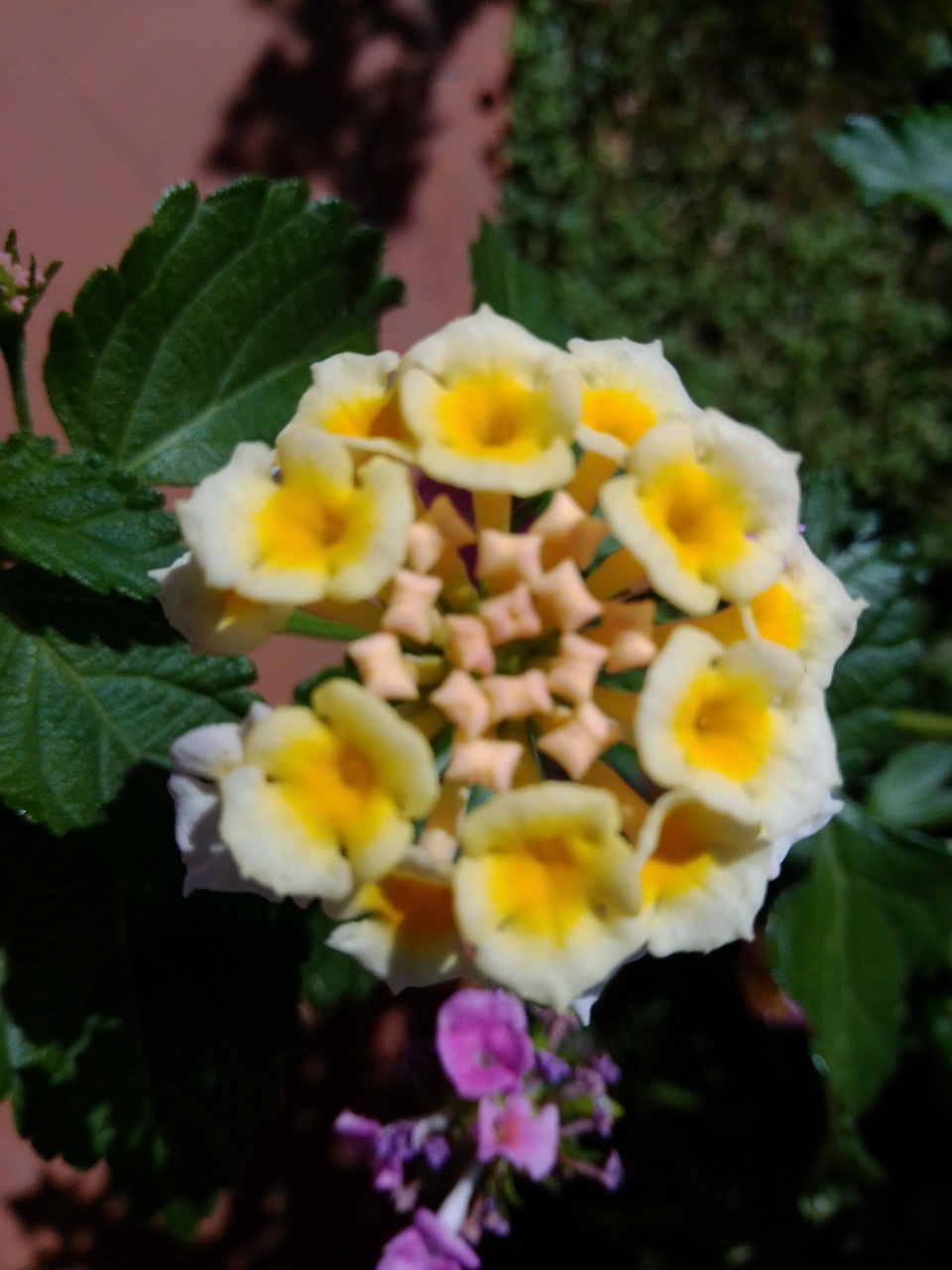 Lantana Flower Cluster