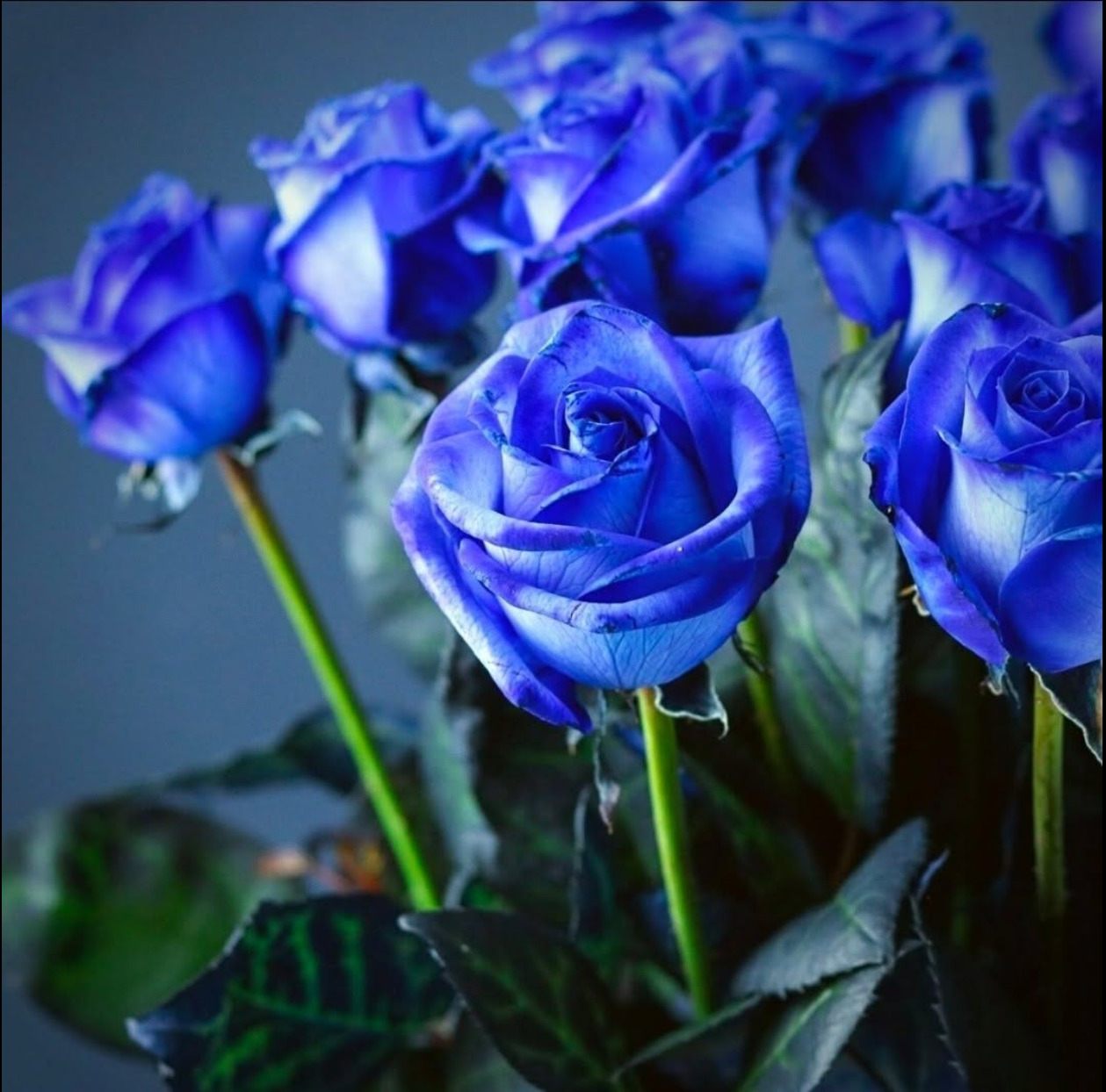 Close-up of several vivid blue roses with green stems and dark leaves
