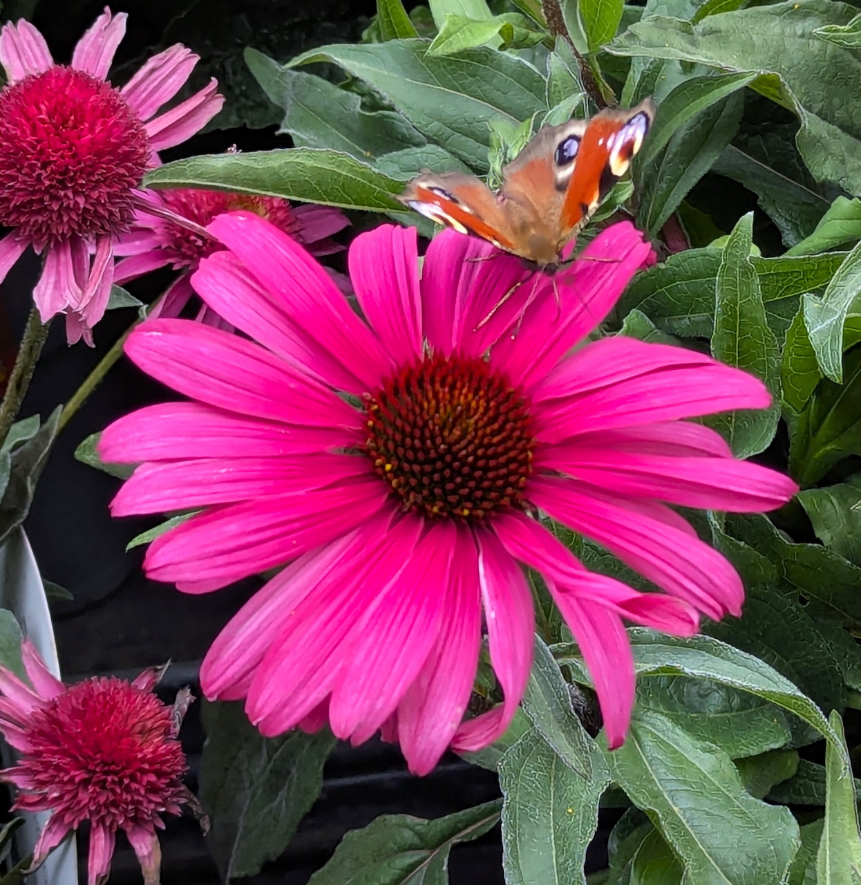 Peacock butterfly with orange and blue eyespots on bright pink coneflower with dark center cone