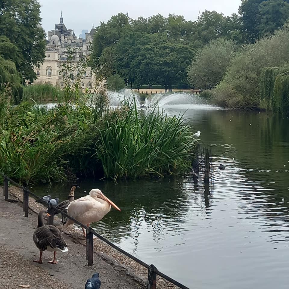 Pelican and ducks beside a park lake with reeds, fountain, trees, and a distant building