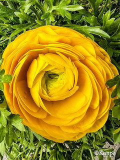 Close-up of a bright yellow ranunculus flower with layered petals surrounded by green leaves