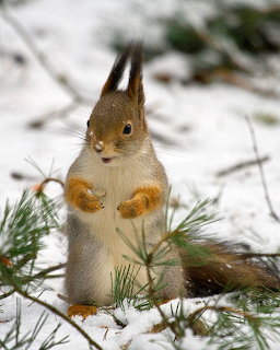 Red squirrel standing upright in snow beside green pine needles