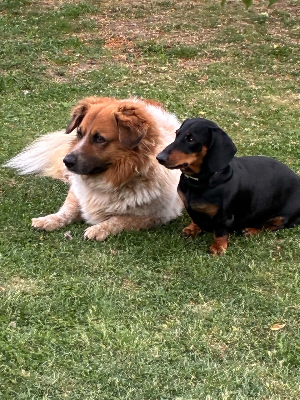 Two dogs lying on grass, a fluffy brown and white dog beside a black dachshund
