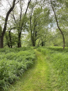 Narrow grassy path winding through a lush green park with tall trees and dense vegetation on both sides