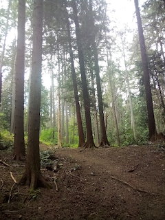 Dirt path winding through tall trees in a misty forest with light filtering through the canopy
