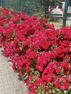 Red Rose Garden Border