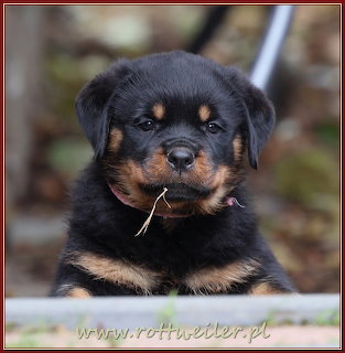 Close-up of a black and tan Rottweiler puppy with a straw in its mouth