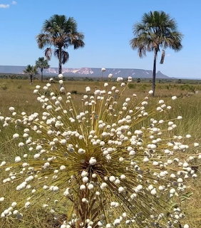 White round wildflowers in cerado grassland with palm trees and a mesa in the background