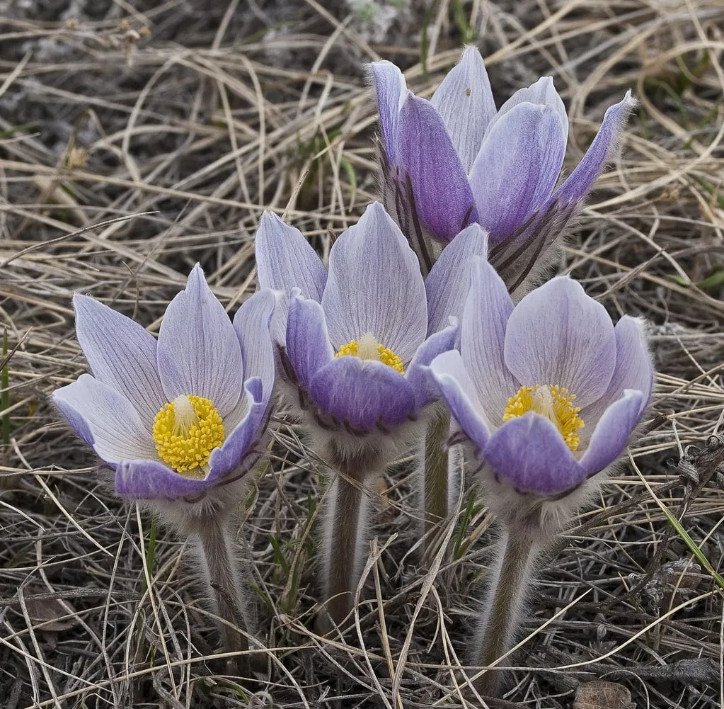 Pale purple crocus flowers with yellow centers growing in dry grass