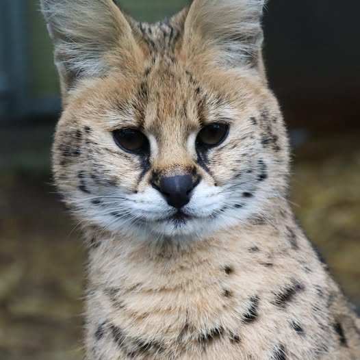 Serval Portrait