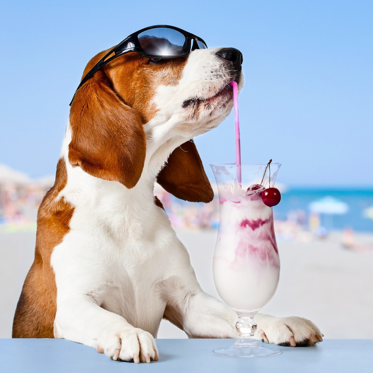 Beagle wearing sunglasses sitting with a tropical drink at the beach