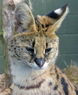 Close-up of a serval cat with large ears and spotted fur outdoors