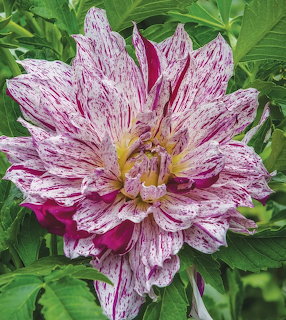 Close-up of a variegated dahlia flower with white and pink-magenta streaked petals and green leaves