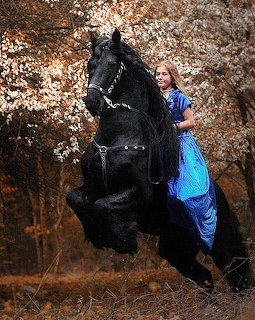 Friesian Horse Rearing