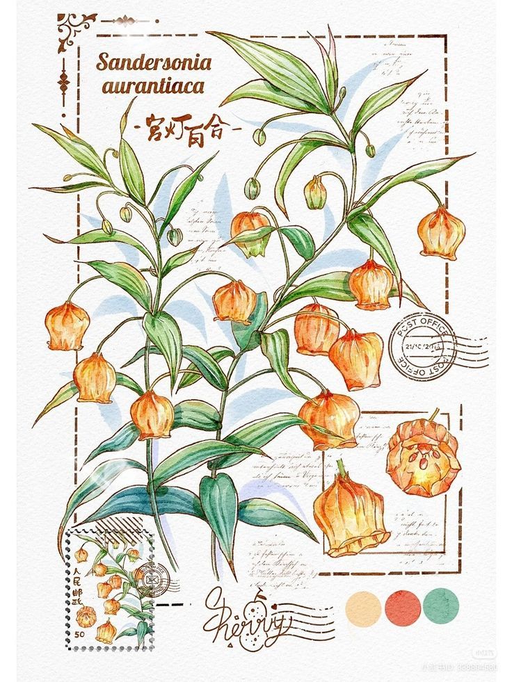 Botanical illustration of Sandersonia aurantiaca with orange bell-shaped flowers and green foliage