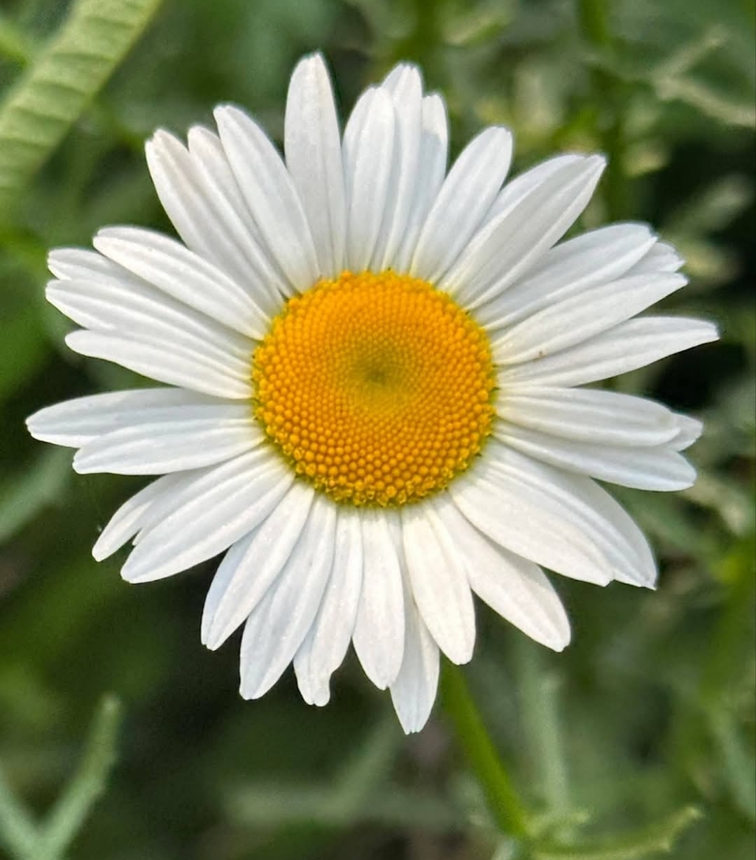 Close-up of a white daisy with a yellow center against green leaves