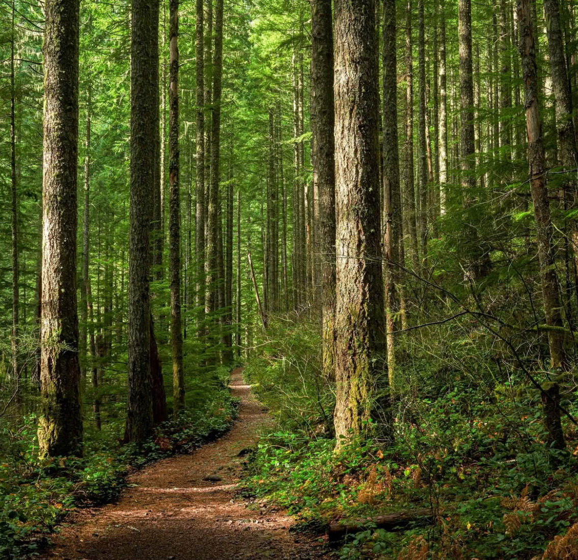 Narrow dirt trail through a dense forest with tall trees and green foliage