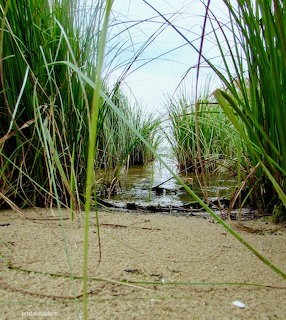 Ground-level view through tall green marsh grass at the edge of calm water on a sandy shore