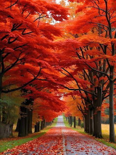 Tree-lined path with bright red and orange autumn maple leaves covering the ground and canopy