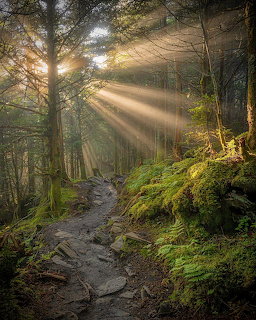 Sunlit forest trail with golden light rays streaming through misty trees and moss-covered rocks
