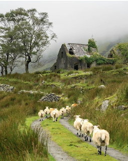 Sheep on a winding path near an old stone cottage in a misty grassy hillside