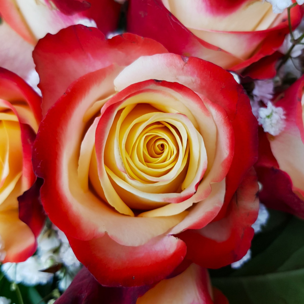 Close-up of red and white bicolor roses with yellow centers and spiraled petals