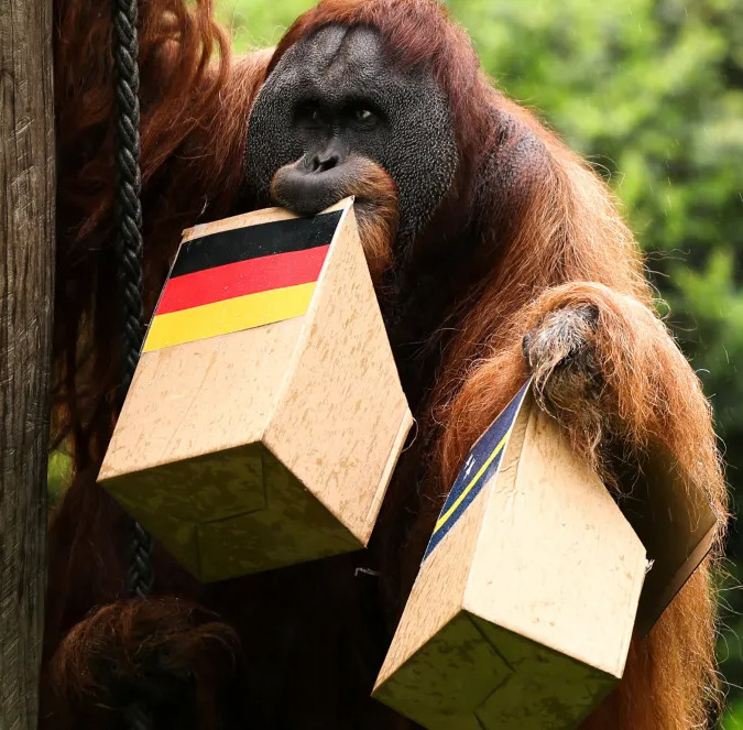 Close-up of an orangutan holding two wooden boxes, including one painted like the German flag