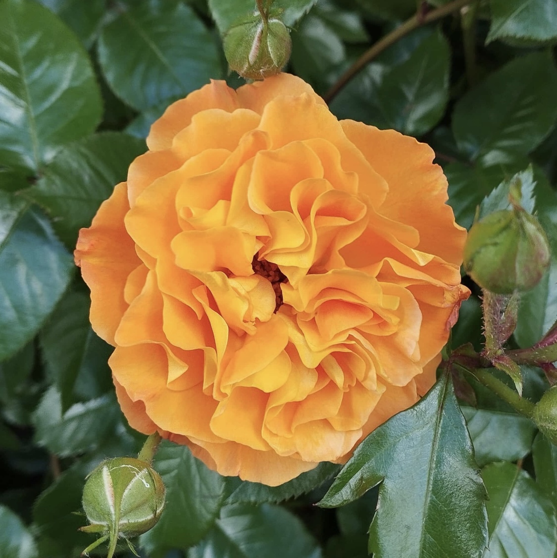 Orange Rose