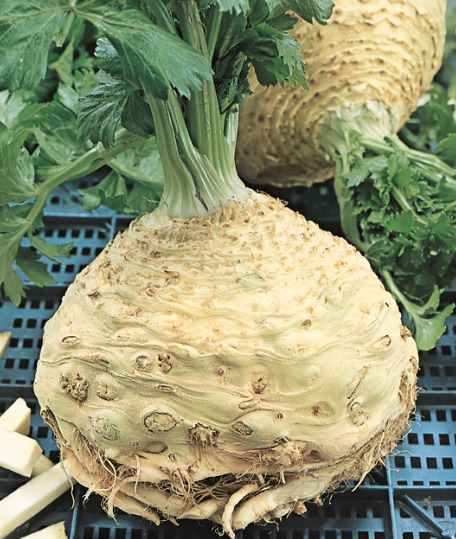 Fresh celeriac bulb with green leafy tops on a dark grid surface